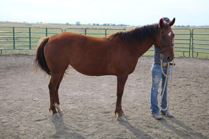 Enlarge Lucy, a Adoptable Quarterhorse in Scotland, SD image 3/6