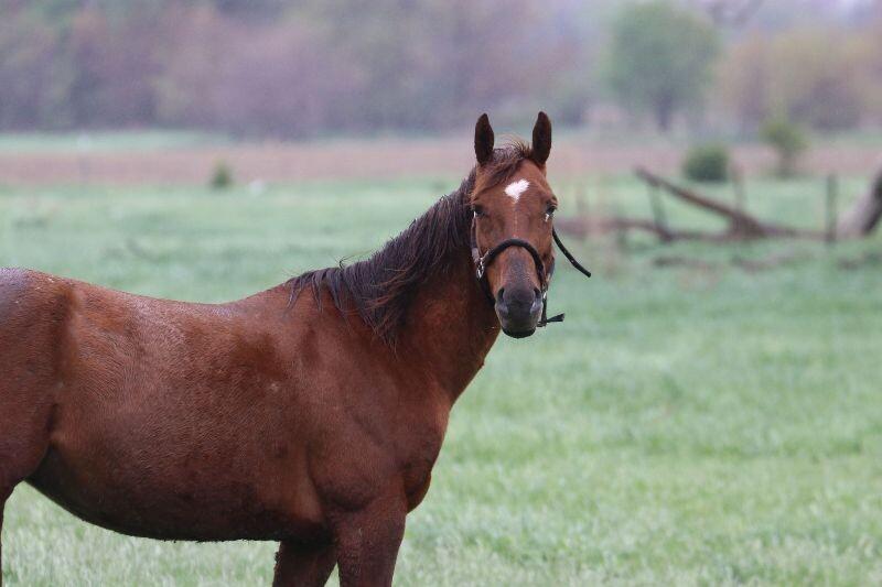 Enlarge Lucy, a Adoptable Quarterhorse in Scotland, SD image 4/6