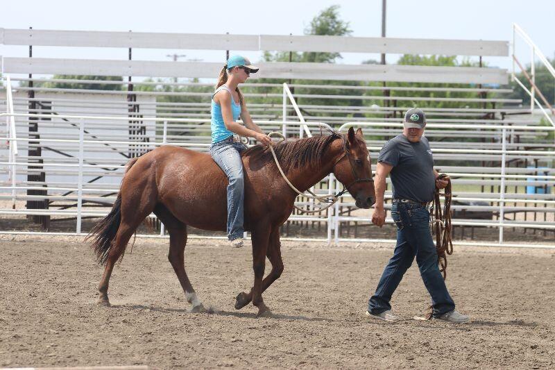 Enlarge Lucy, a Adoptable Quarterhorse in Scotland, SD image 5/6
