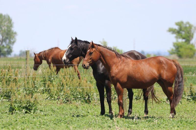 Enlarge Lucy, a Adoptable Quarterhorse in Scotland, SD image 6/6