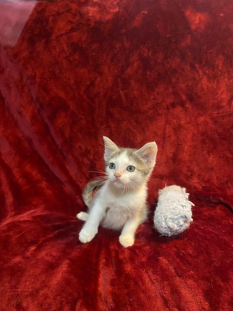 Enlarge Ghost, a Adoptable mixed breed in Johnson City, TN image 1/4