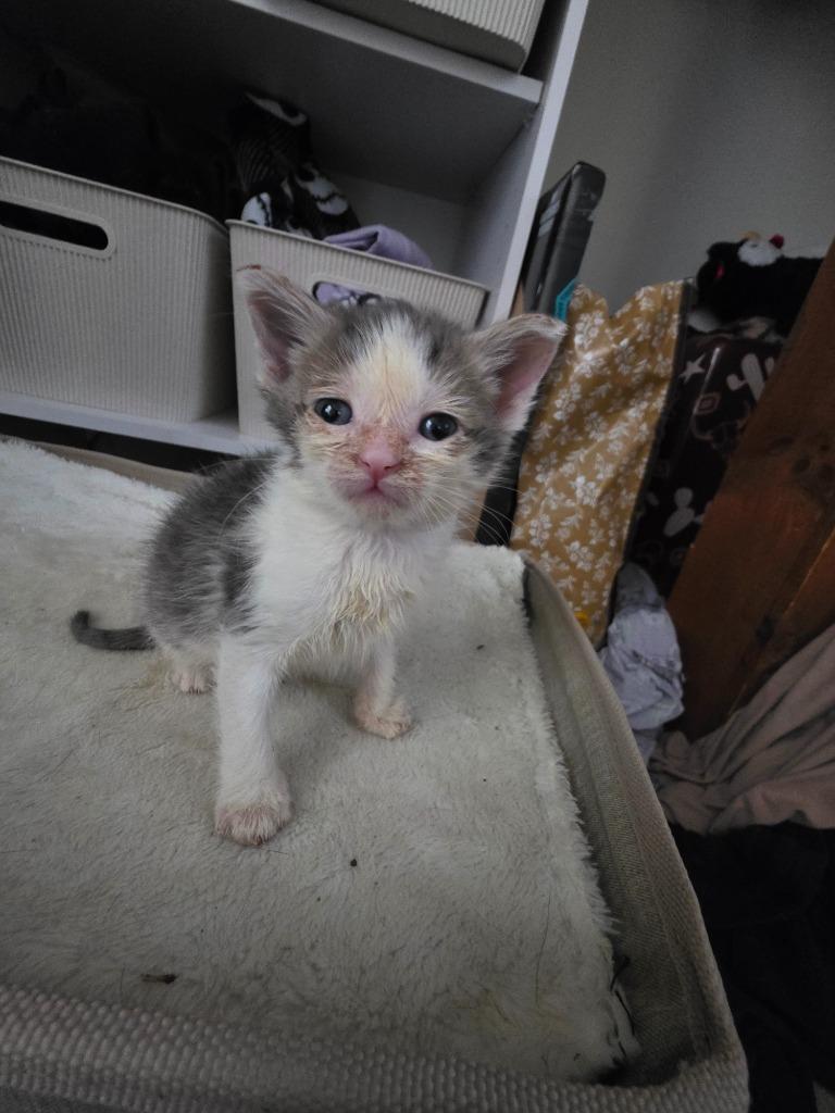 Enlarge Ghost, a Adoptable mixed breed in Johnson City, TN image 4/4