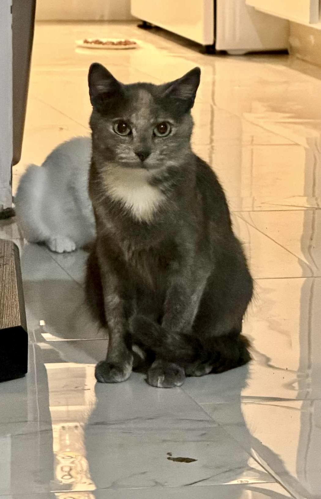 Granny Smith, a Adoptable Dilute Calico in Bethel, CT image 2/6