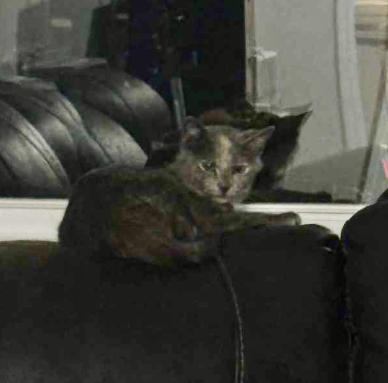 Granny Smith, a Adoptable Dilute Calico in Bethel, CT image 6/6