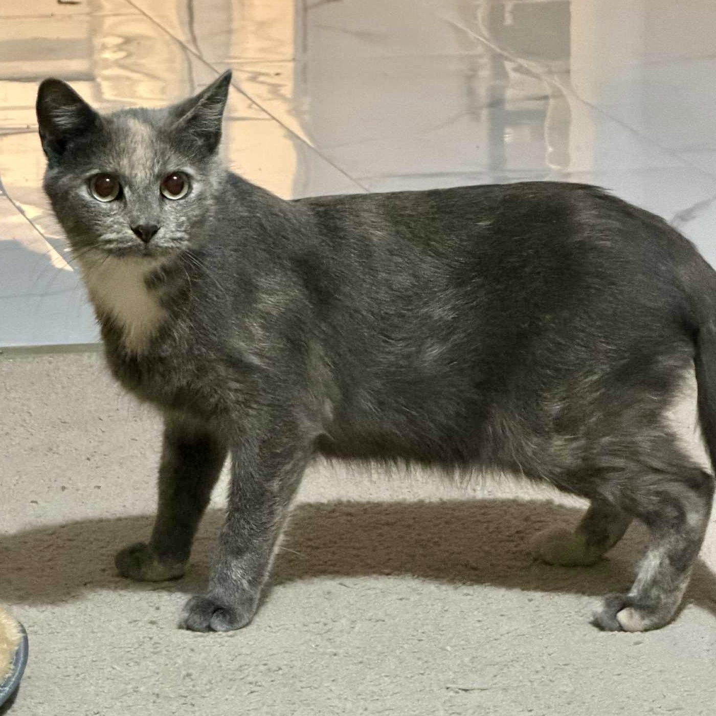 Granny Smith, a Adoptable Dilute Calico in Bethel, CT image 1/6