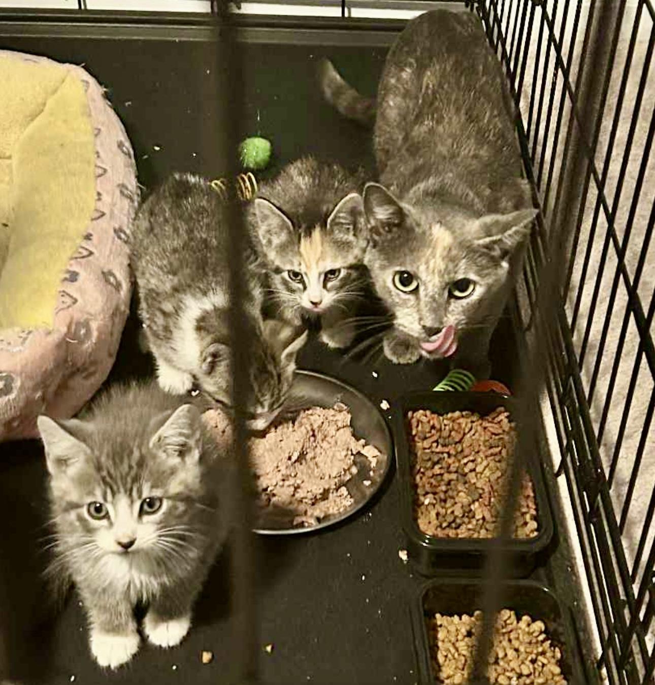 Granny Smith, a Adoptable Dilute Calico in Bethel, CT image 5/6