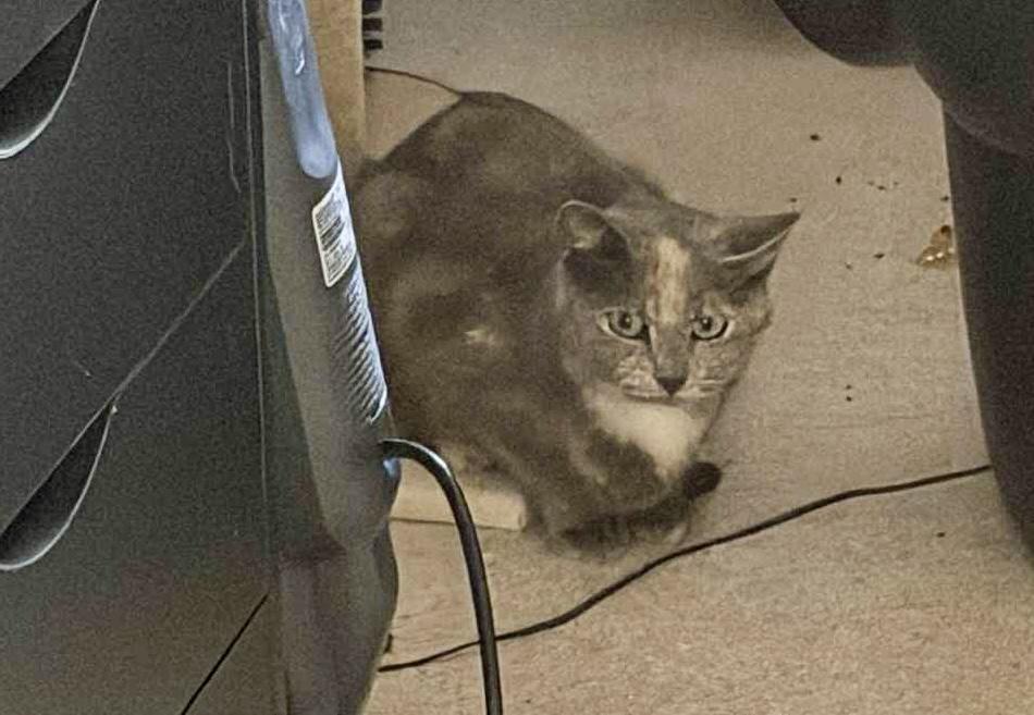 Granny Smith, a Adoptable Dilute Calico in Bethel, CT image 4/6