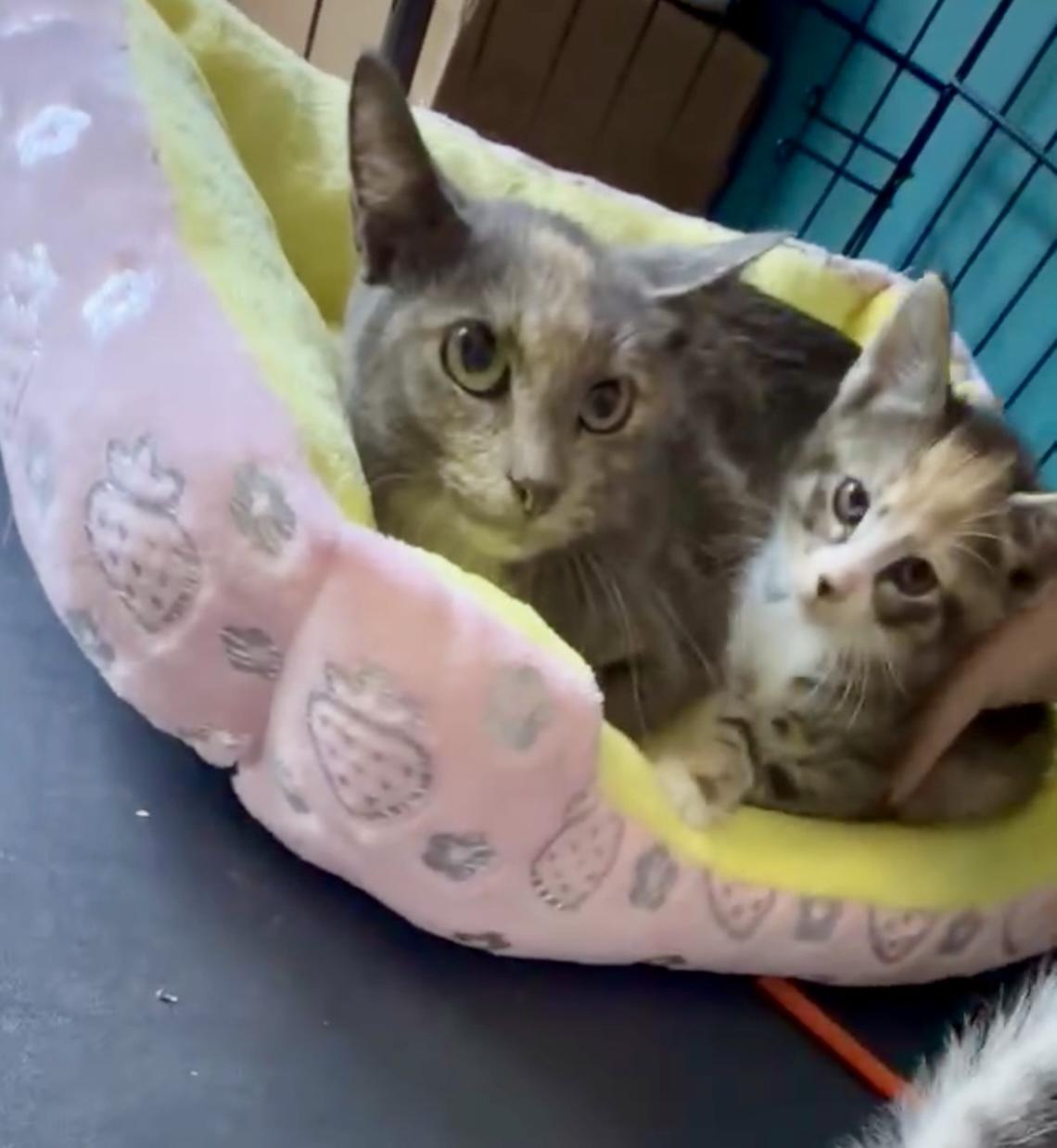 Granny Smith, a Adoptable Dilute Calico in Bethel, CT image 3/6