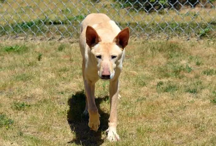 Tully, a Adoptable Mixed Breed in Coupeville, WA image 1/2