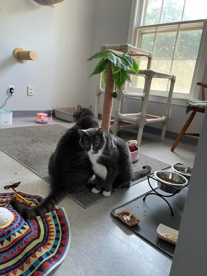 Enlarge W2 RYE, a Adoptable Domestic Short Hair in Southbury, CT image 1/6