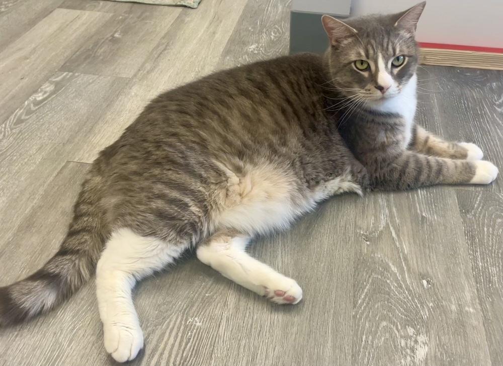 Enlarge W2 RYE, a Adoptable Domestic Short Hair in Southbury, CT image 3/6