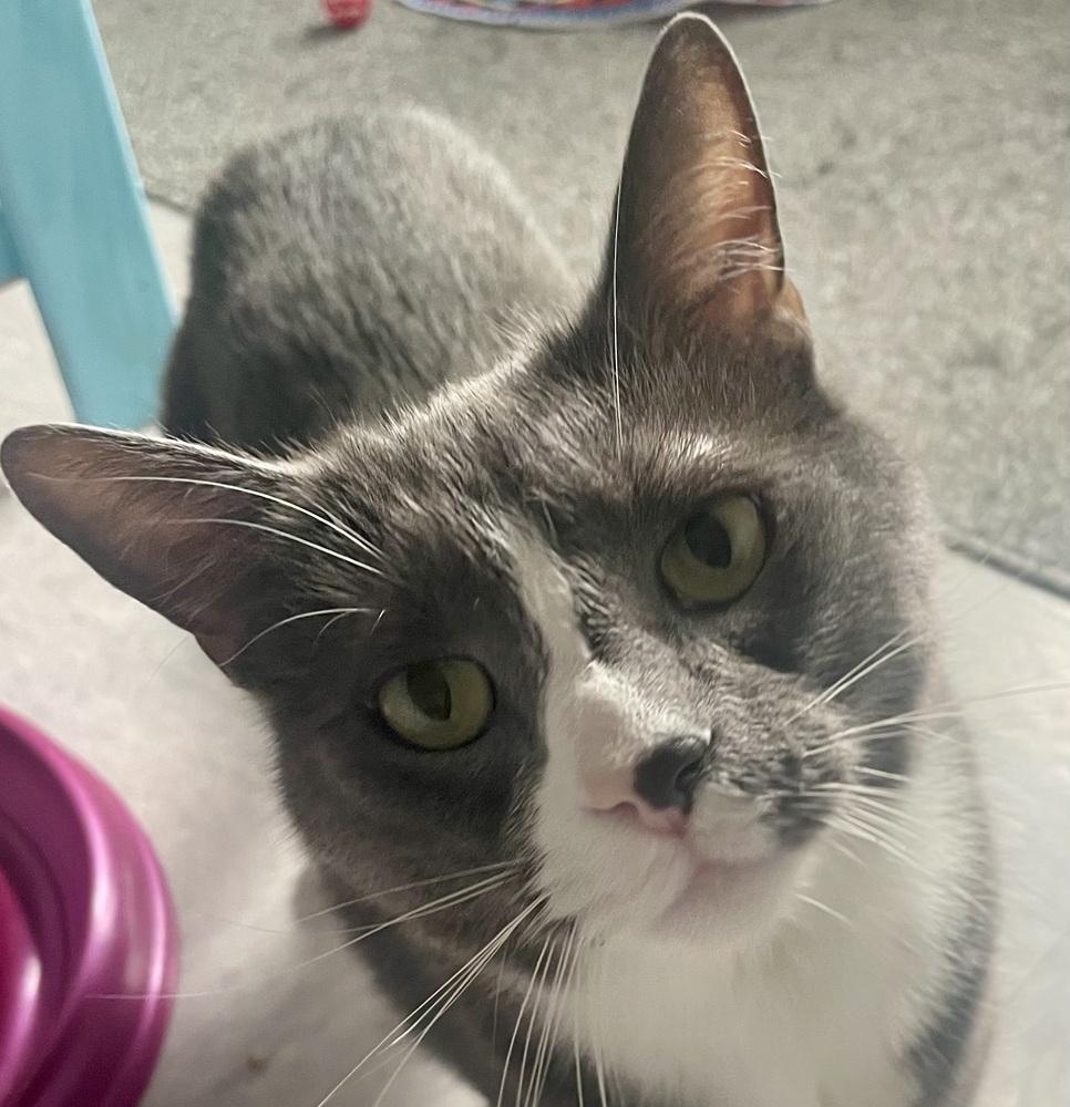 Enlarge W2 RYE, a Adoptable Domestic Short Hair in Southbury, CT image 6/6