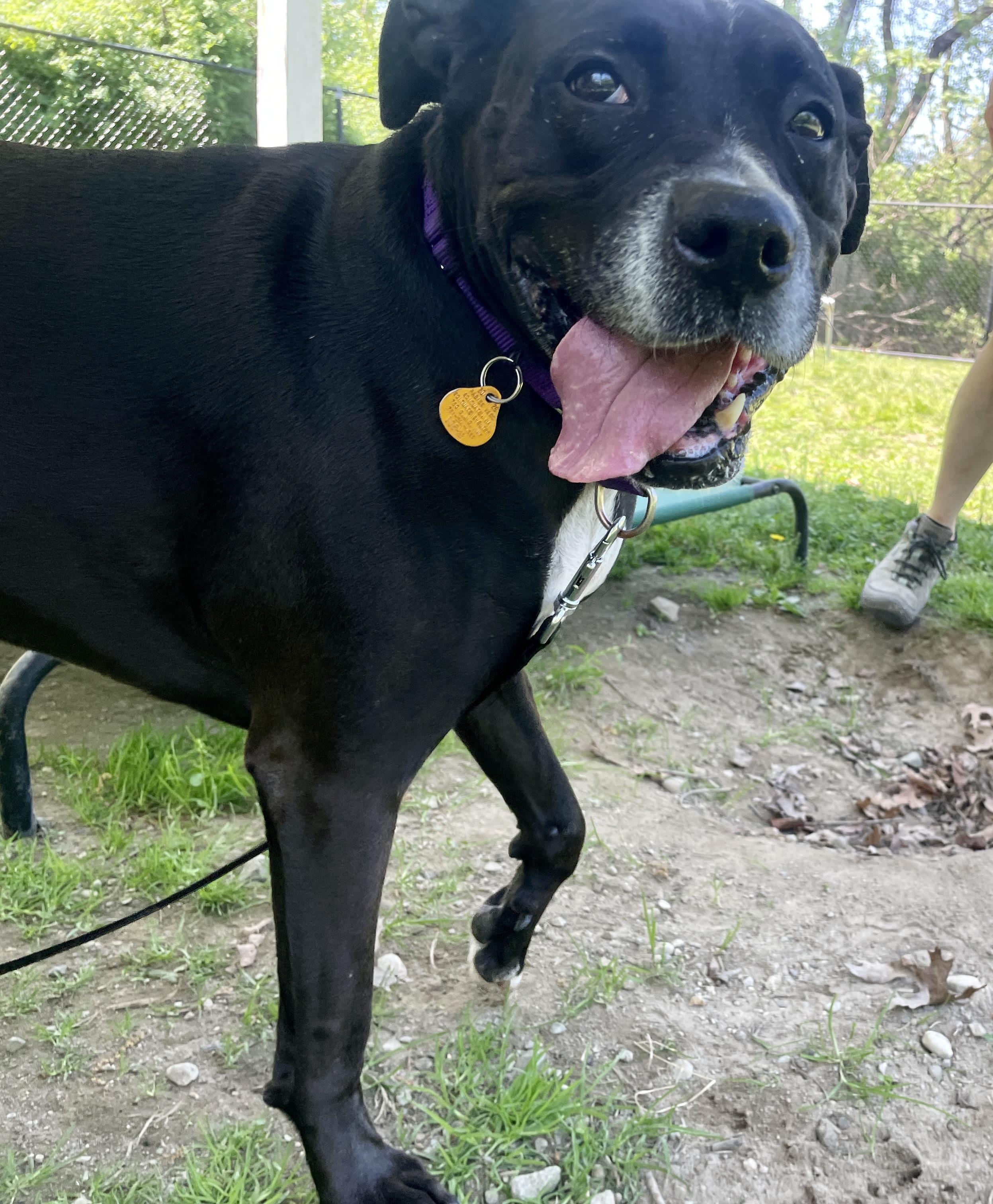 Enlarge Bonnie, a ADOPTABLE mixed breed in Scituate, MA image 2/2