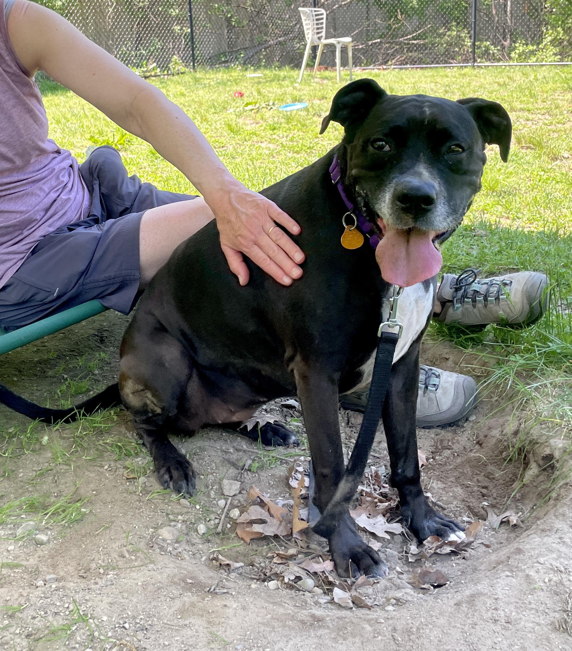 Bonnie, ADOPTABLE, Adult Female Boxer & Black Labrador Retriever.
