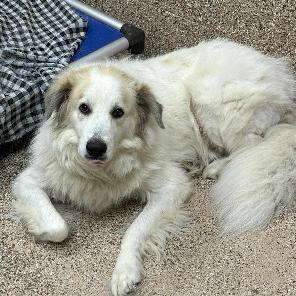 Enlarge Lucy, a Adoptable mixed breed in Martinsburg, WV image 1/1