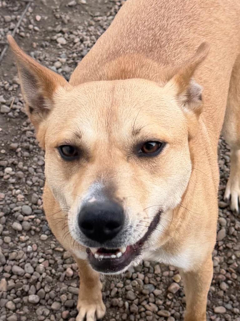 Enlarge Hasley, an adopted mixed breed in Columbus, NE image 2/3