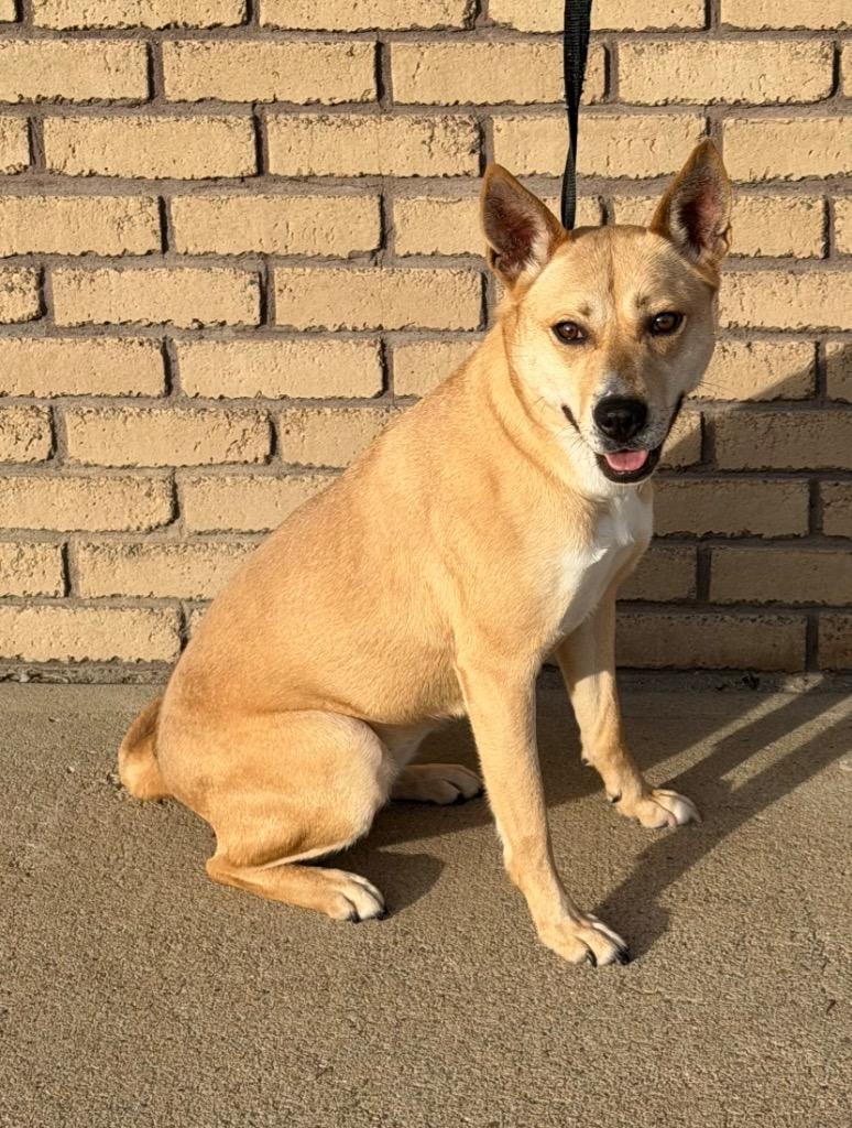 Enlarge Hasley, an adopted mixed breed in Columbus, NE image 1/3