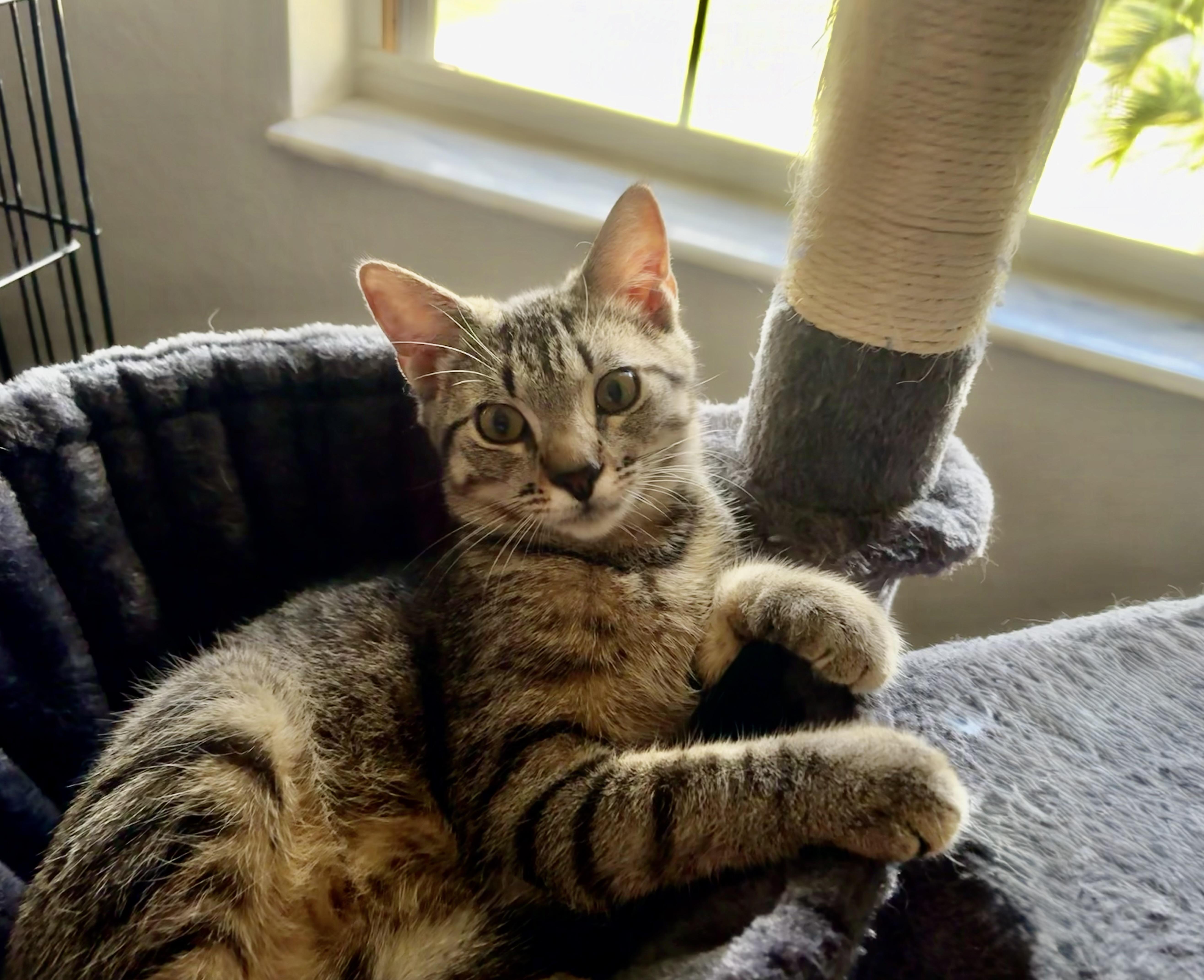 Enlarge Twiggy, an adopted Domestic Short Hair in Lantana, FL image 6/6