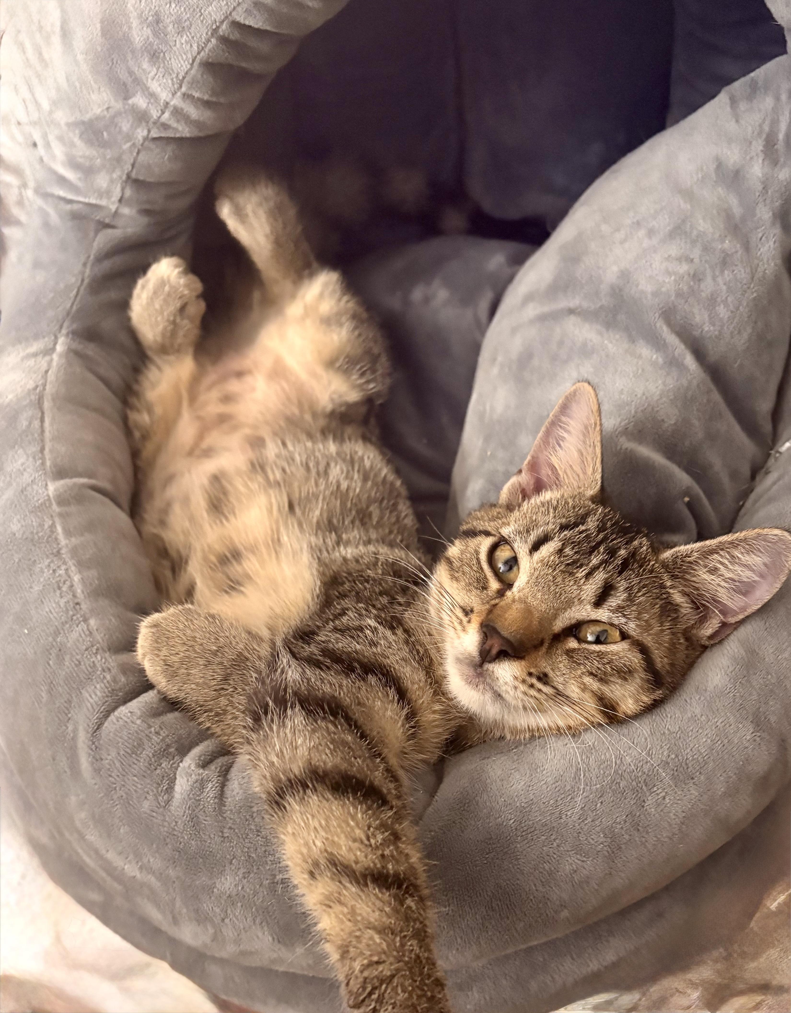 Enlarge Twiggy, an adopted Domestic Short Hair in Lantana, FL image 4/6