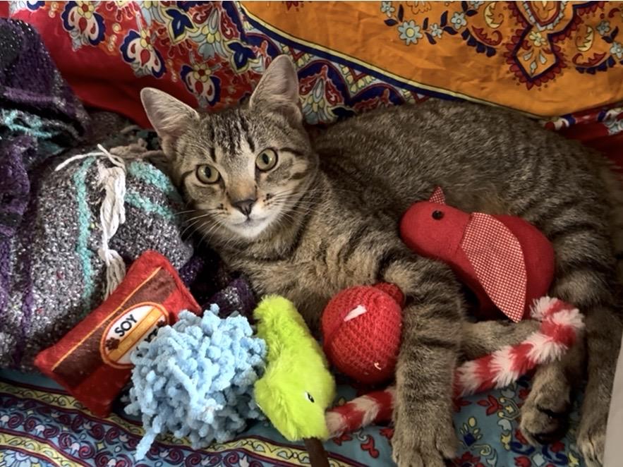 Enlarge Twiggy, an adopted Domestic Short Hair in Lantana, FL image 2/6