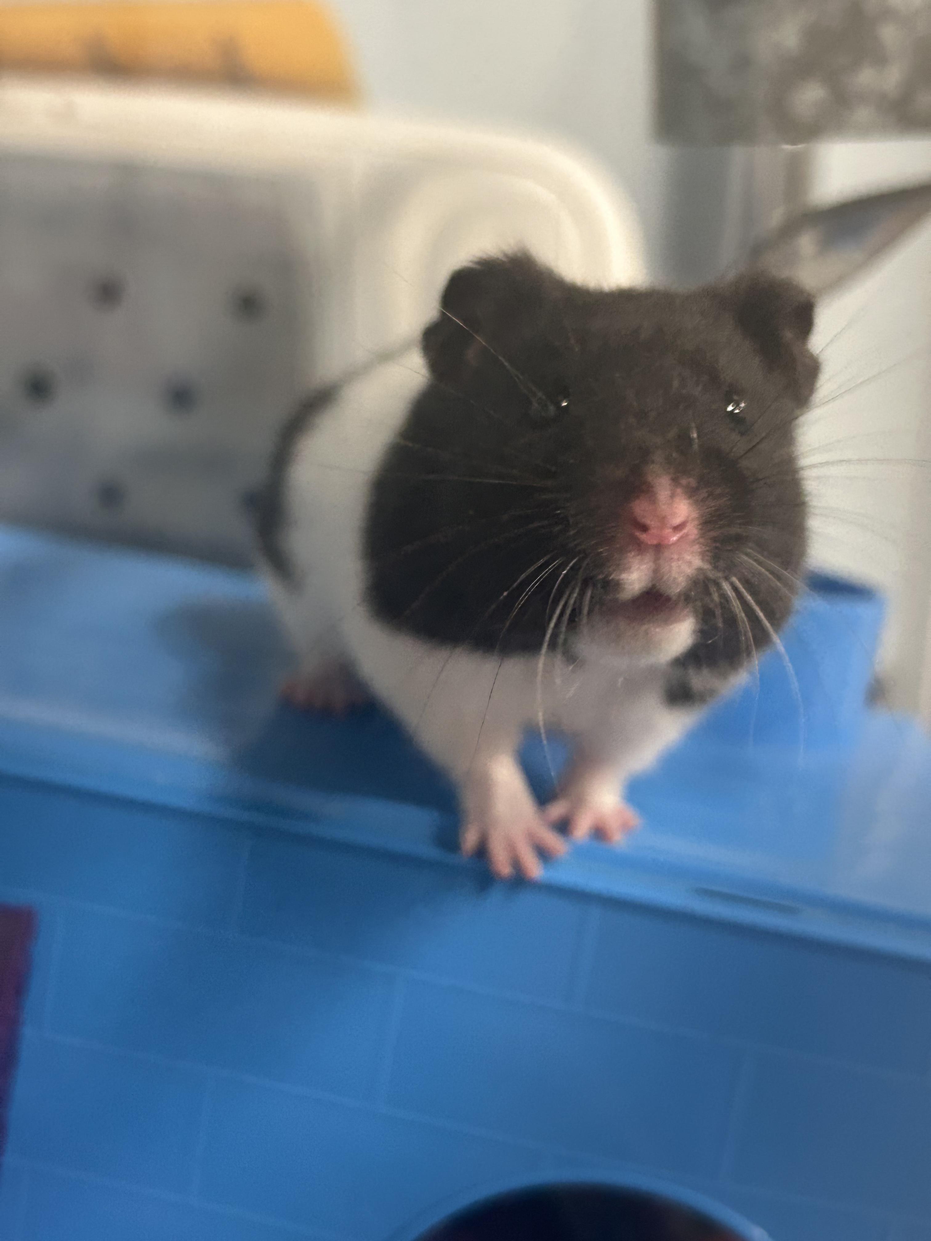 Enlarge Benedict **Adoption Pending!**, an adopted Hamster in Edgewood, MD image 1/6