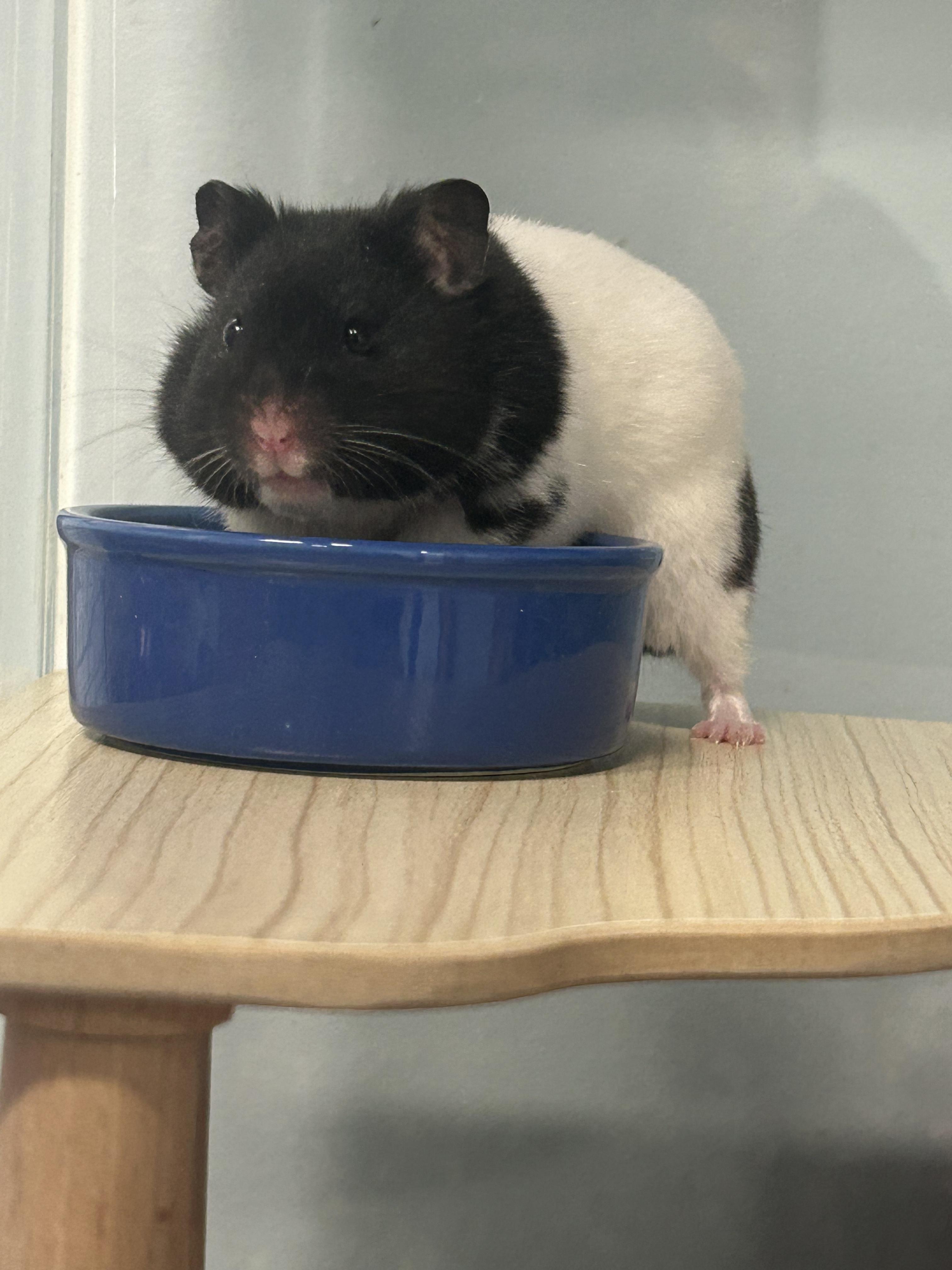 Enlarge Benedict **Adoption Pending!**, an adopted Hamster in Edgewood, MD image 3/6