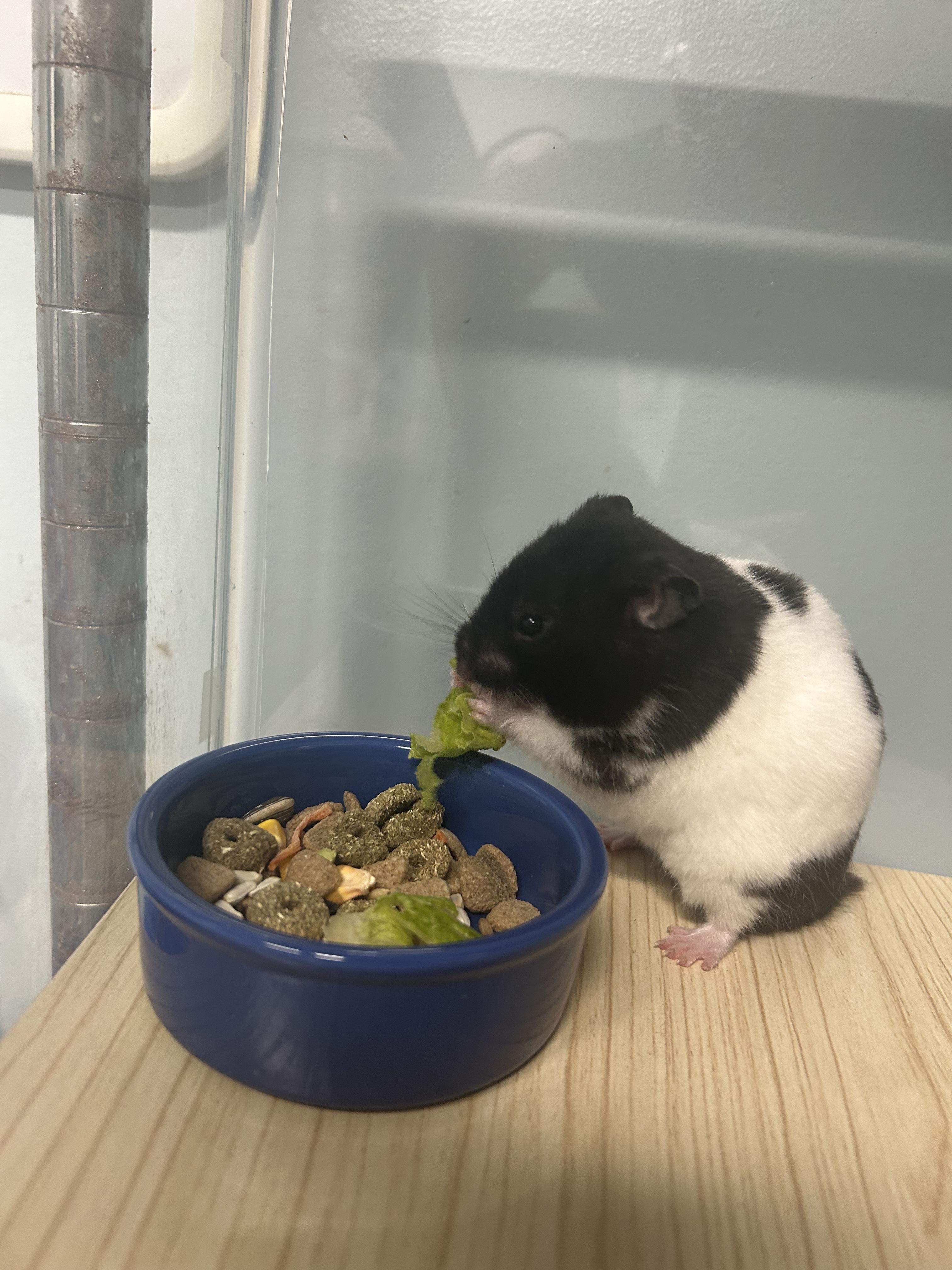Enlarge Benedict **Adoption Pending!**, an adopted Hamster in Edgewood, MD image 4/6