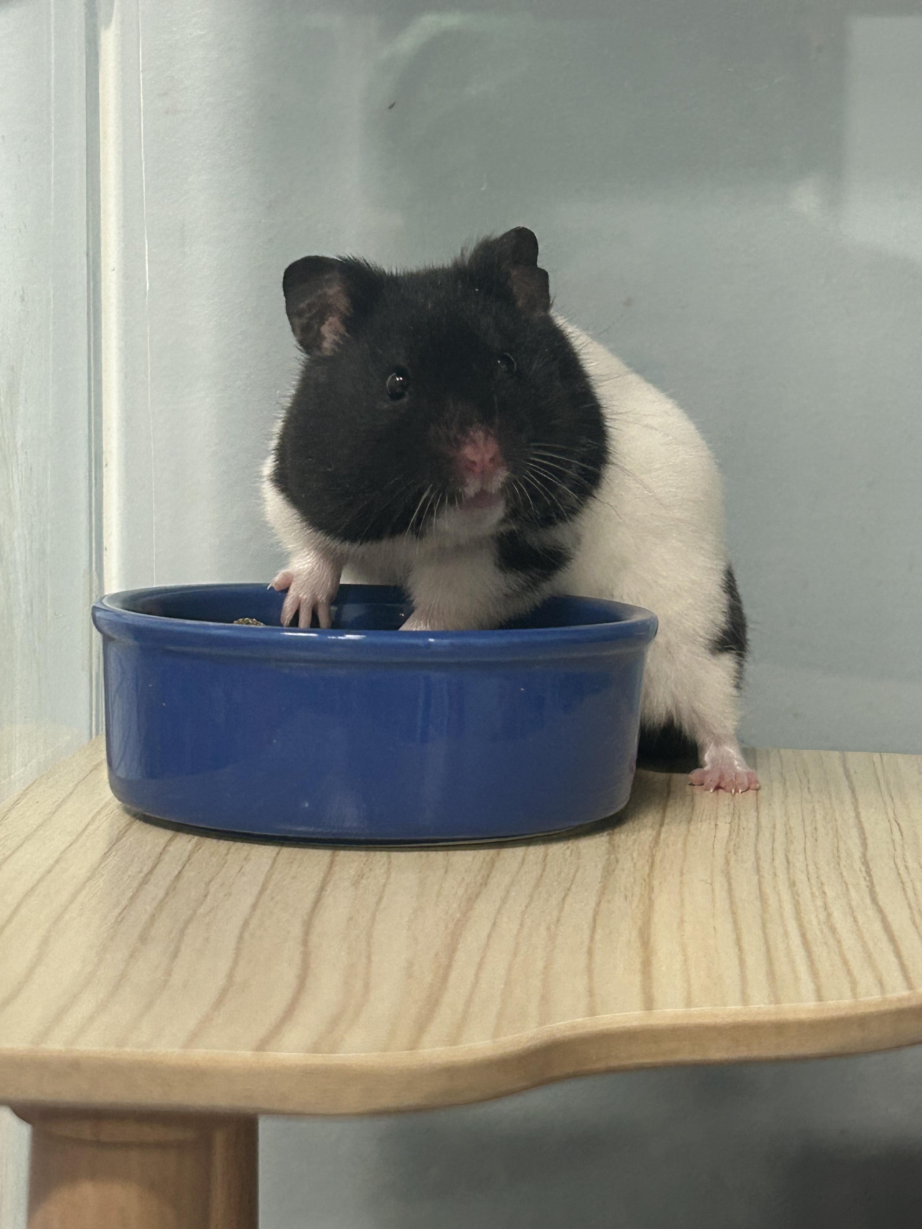 Enlarge Benedict **Adoption Pending!**, an adopted Hamster in Edgewood, MD image 5/6