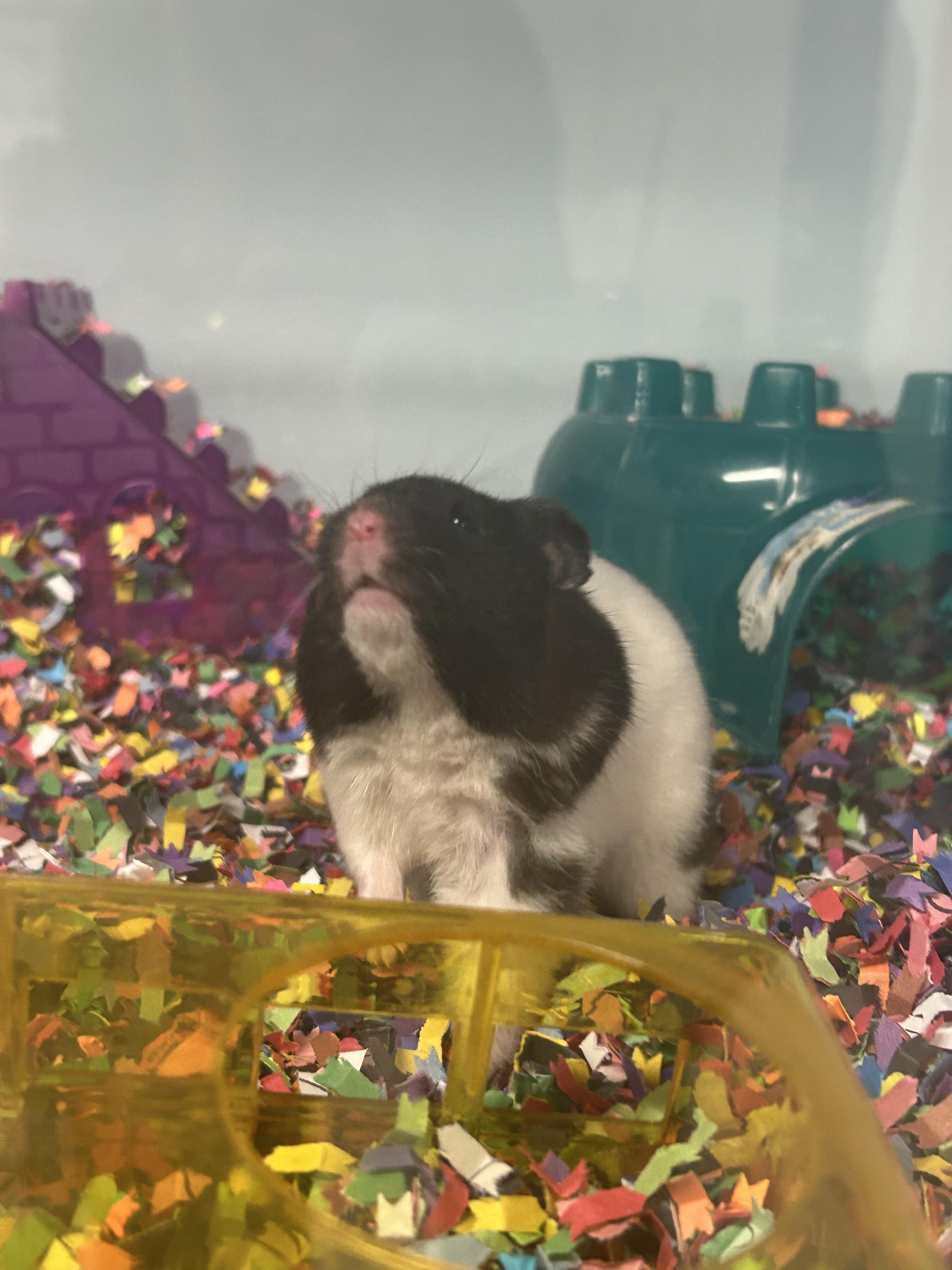 Enlarge Benedict **Adoption Pending!**, an adopted Hamster in Edgewood, MD image 6/6
