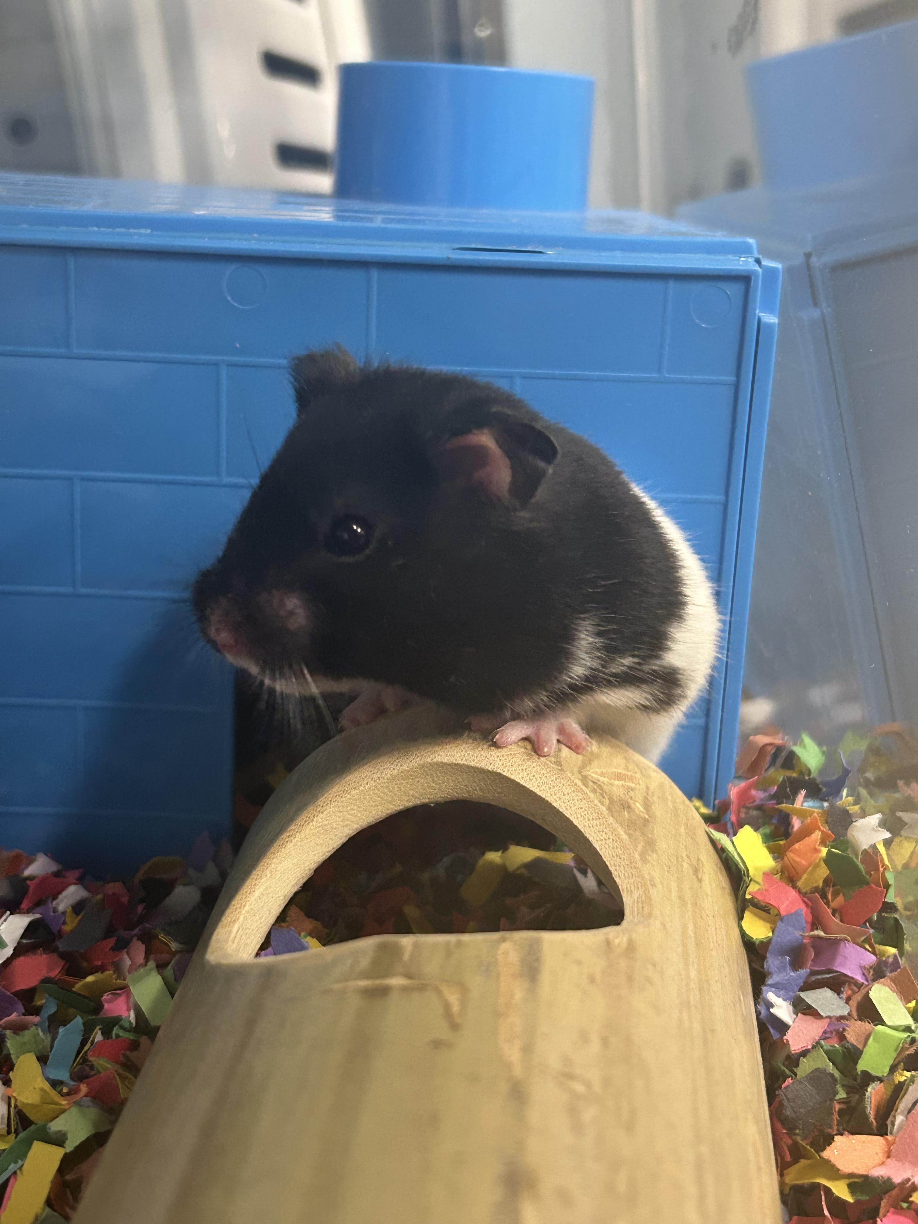 Enlarge Benedict **Adoption Pending!**, an adopted Hamster in Edgewood, MD image 2/6