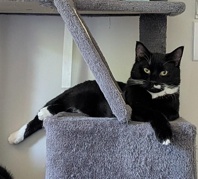 Enlarge Macaroni, a Adoptable Domestic Short Hair in Fredericton, NB image 3/4