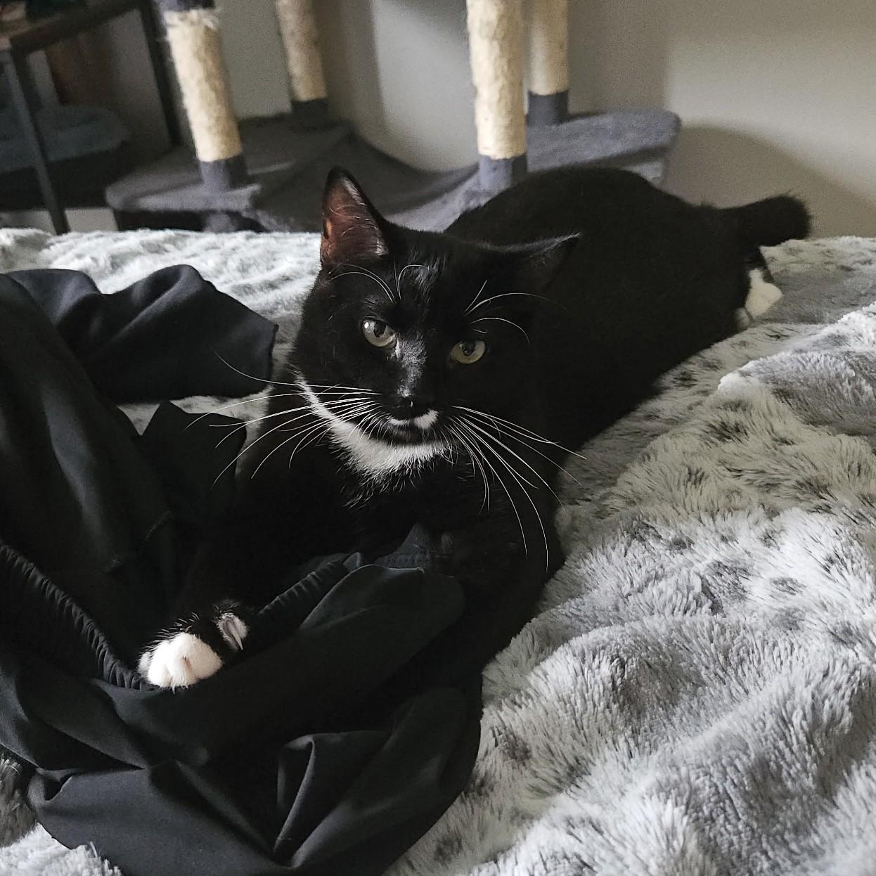 Enlarge Macaroni, a Adoptable Domestic Short Hair in Fredericton, NB image 2/4
