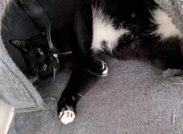 Enlarge Macaroni, a Adoptable Domestic Short Hair in Fredericton, NB image 4/4