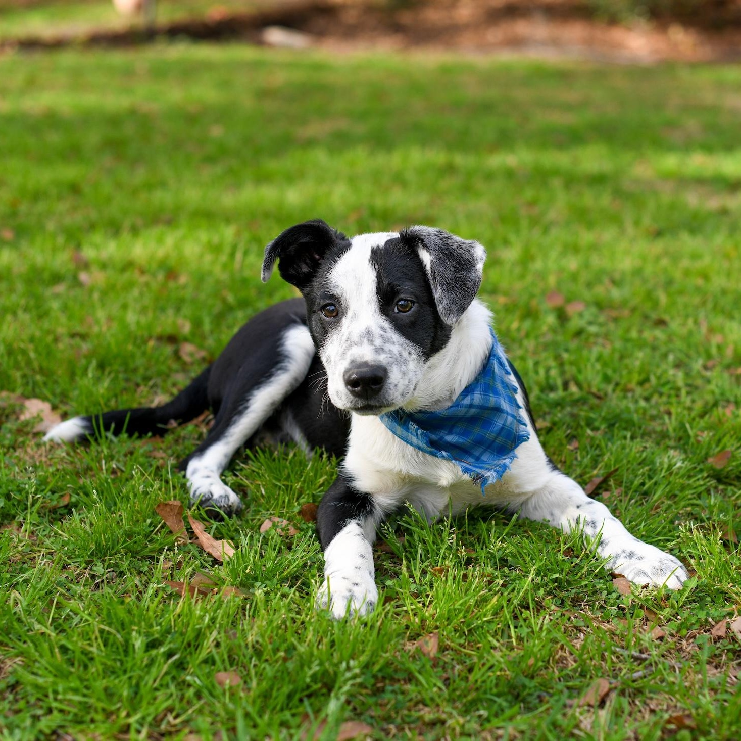 Enlarge Buddy , an adopted Mixed Breed in Argyle, NY image 1/6