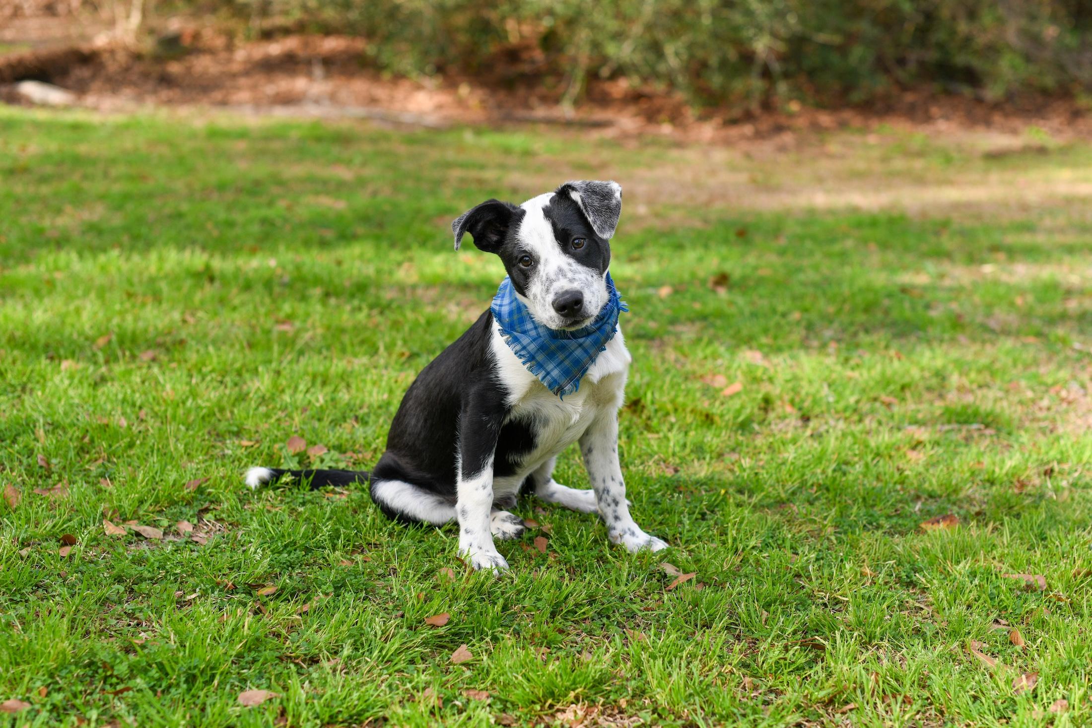 Enlarge Buddy , an adopted Mixed Breed in Argyle, NY image 3/6