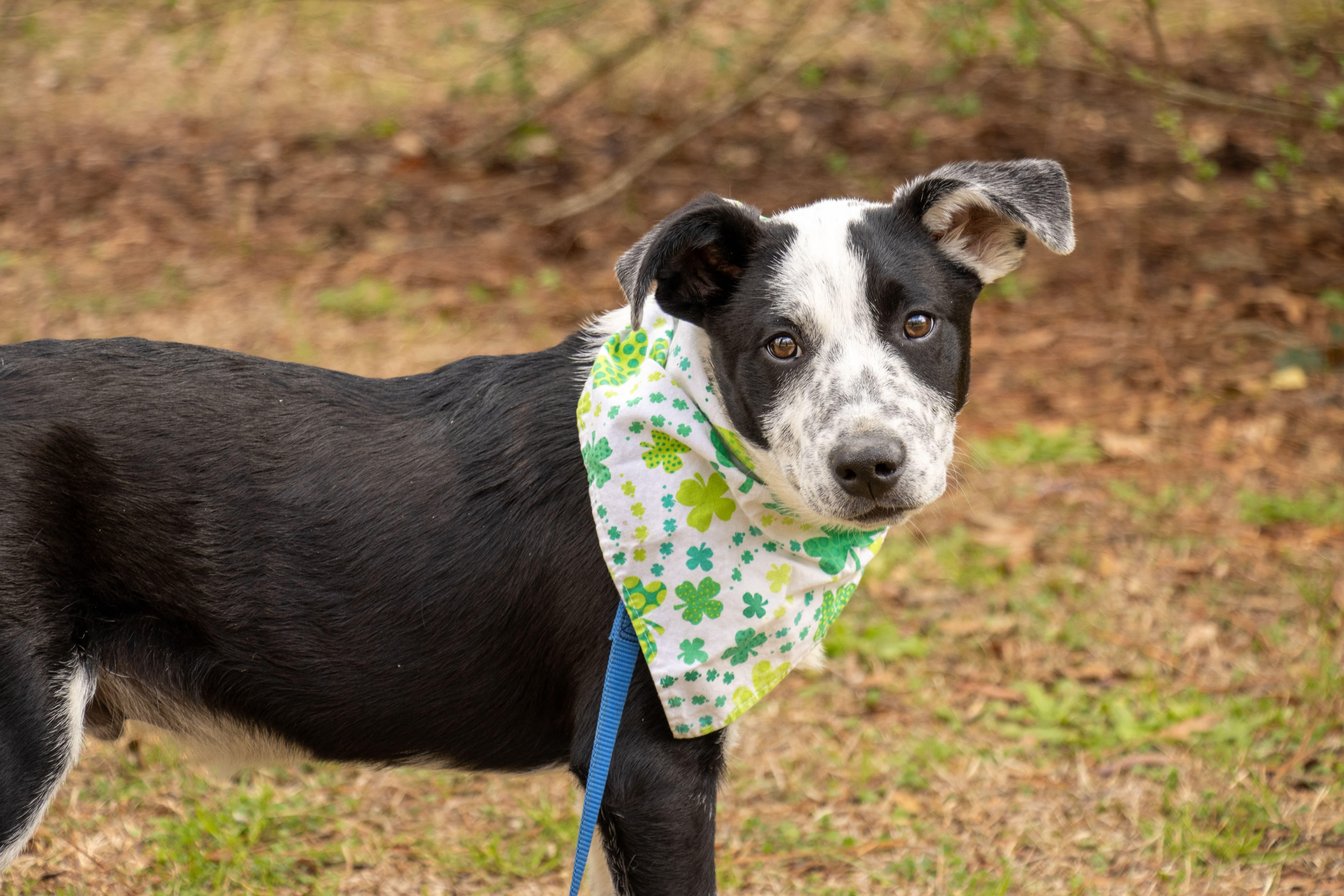 Enlarge Buddy , an adopted Mixed Breed in Argyle, NY image 6/6