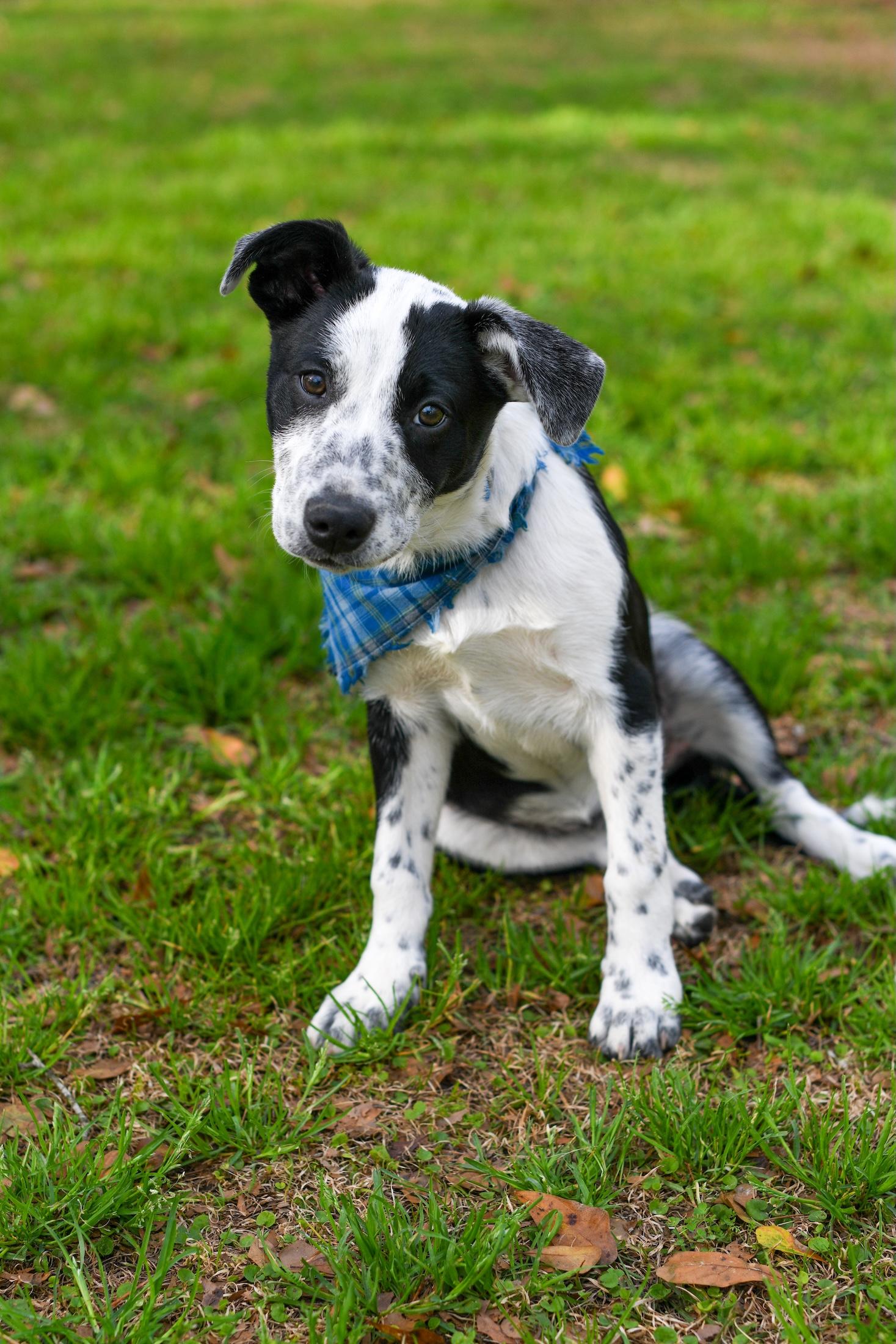 Enlarge Buddy , an adopted Mixed Breed in Argyle, NY image 5/6