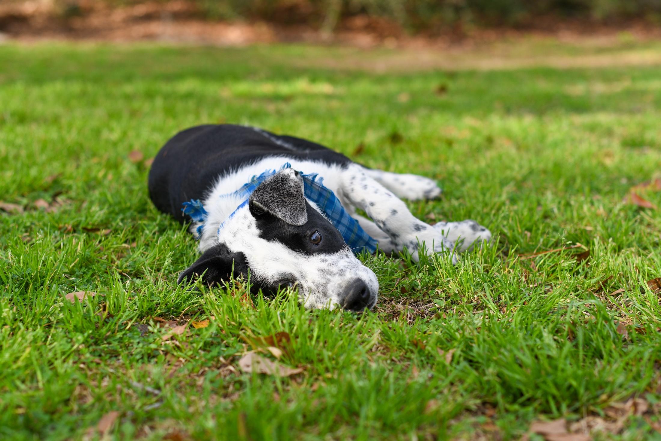 Enlarge Buddy , an adopted Mixed Breed in Argyle, NY image 4/6