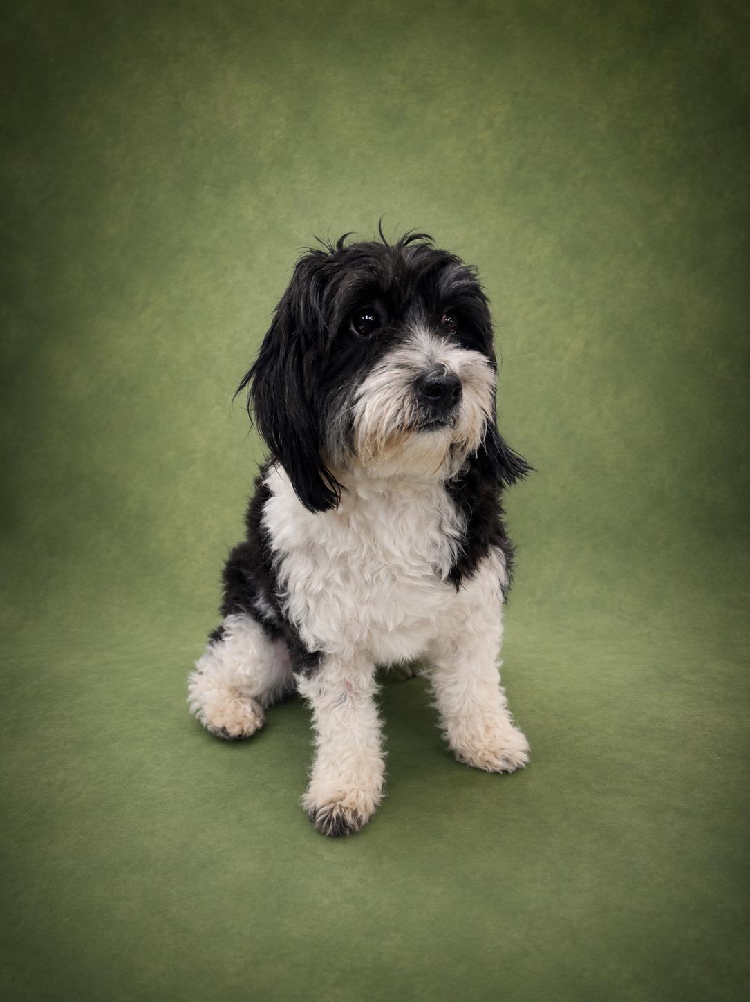 Enlarge Torito, a ADOPTABLE mixed breed in Waldorf, MD image 1/2