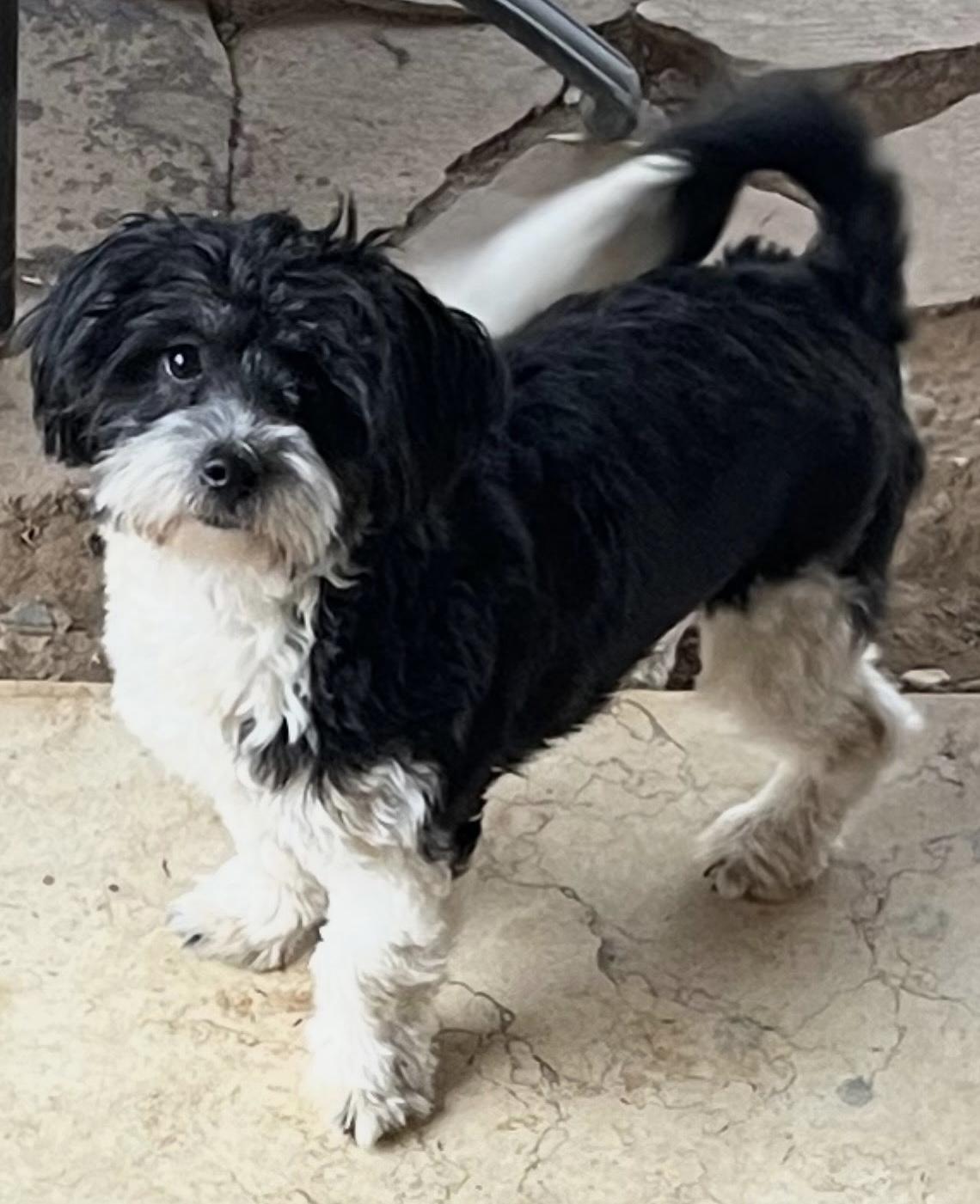Enlarge Torito, a ADOPTABLE mixed breed in Waldorf, MD image 2/2