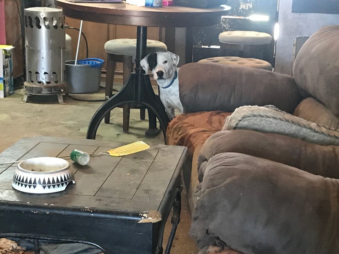 Annie, Young Female Dalmatian