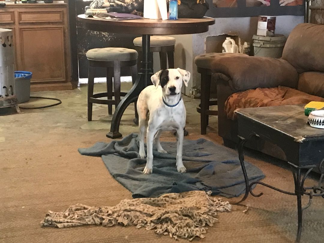 Annie, a Adoptable mixed breed in Rockdale, TX image 2/10