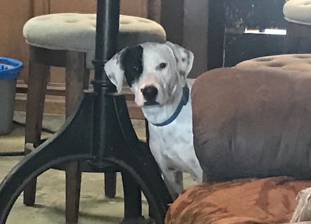 Annie, a Adoptable mixed breed in Rockdale, TX image 3/10