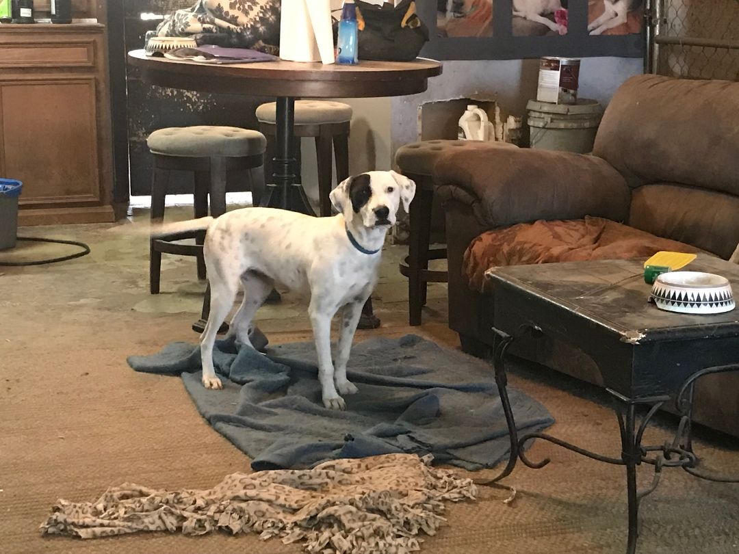 Annie, a Adoptable mixed breed in Rockdale, TX image 5/10