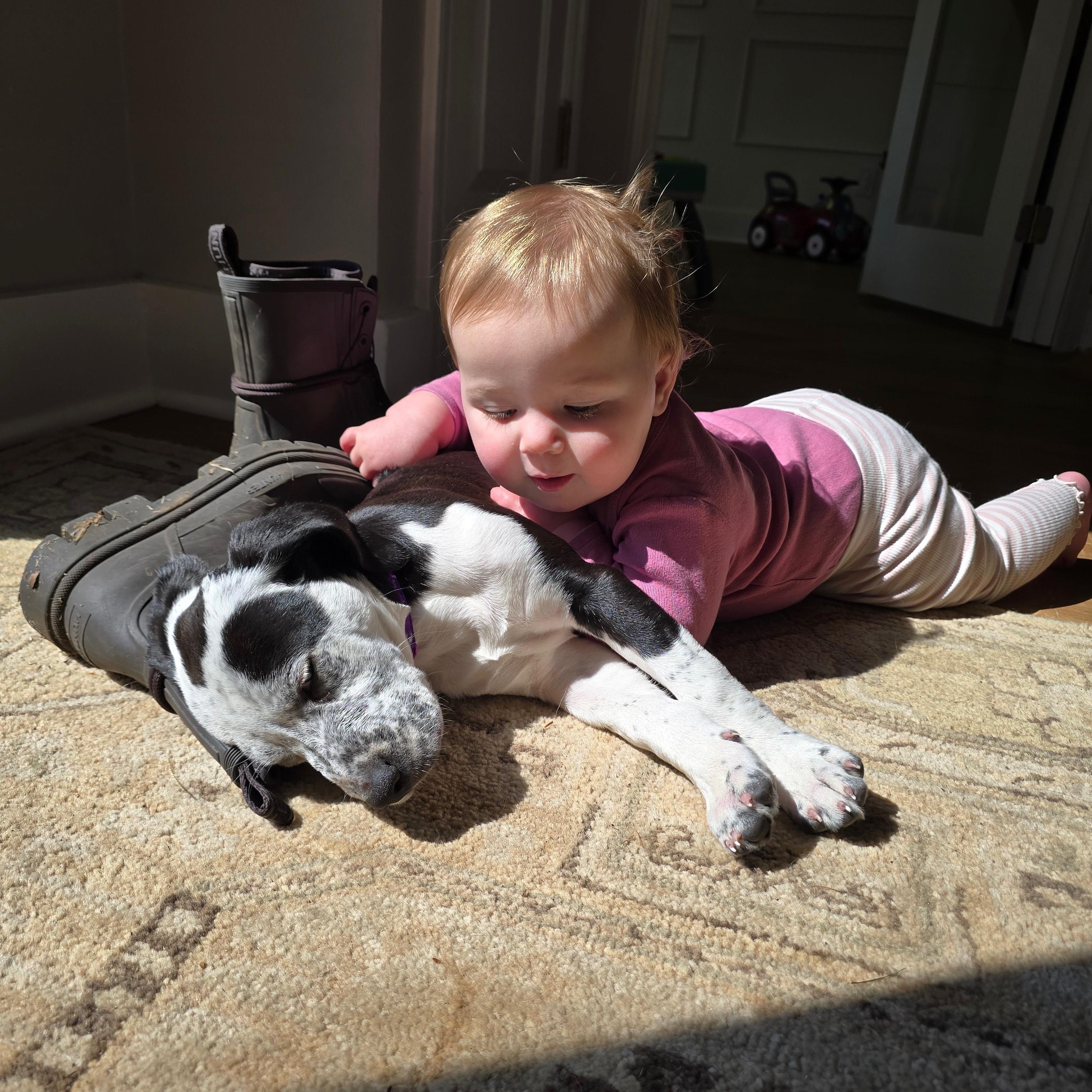 Enlarge Josie, an adoptable mixed breed in Charlotte, NC image 4/4