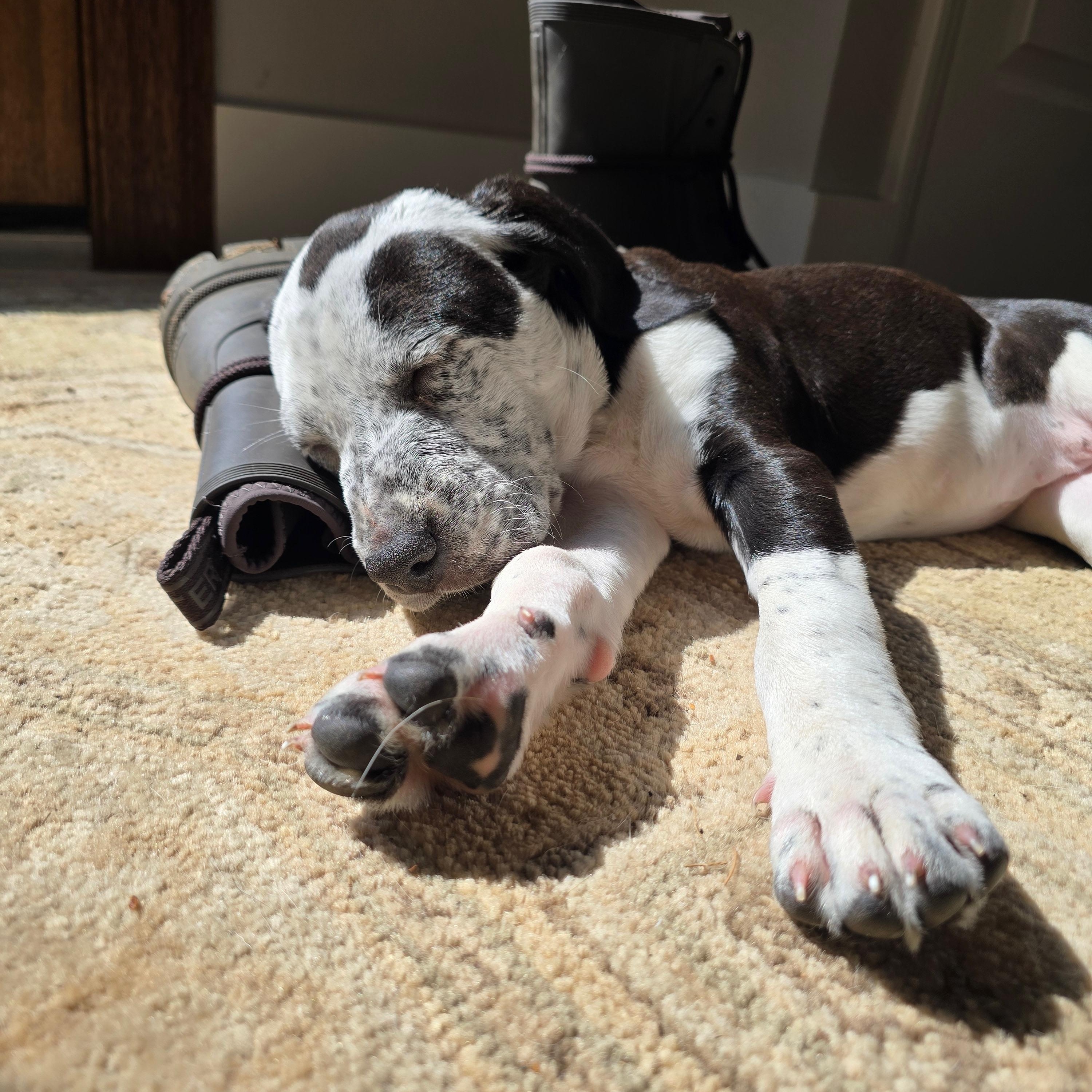 Enlarge Josie, an adoptable mixed breed in Charlotte, NC image 2/4