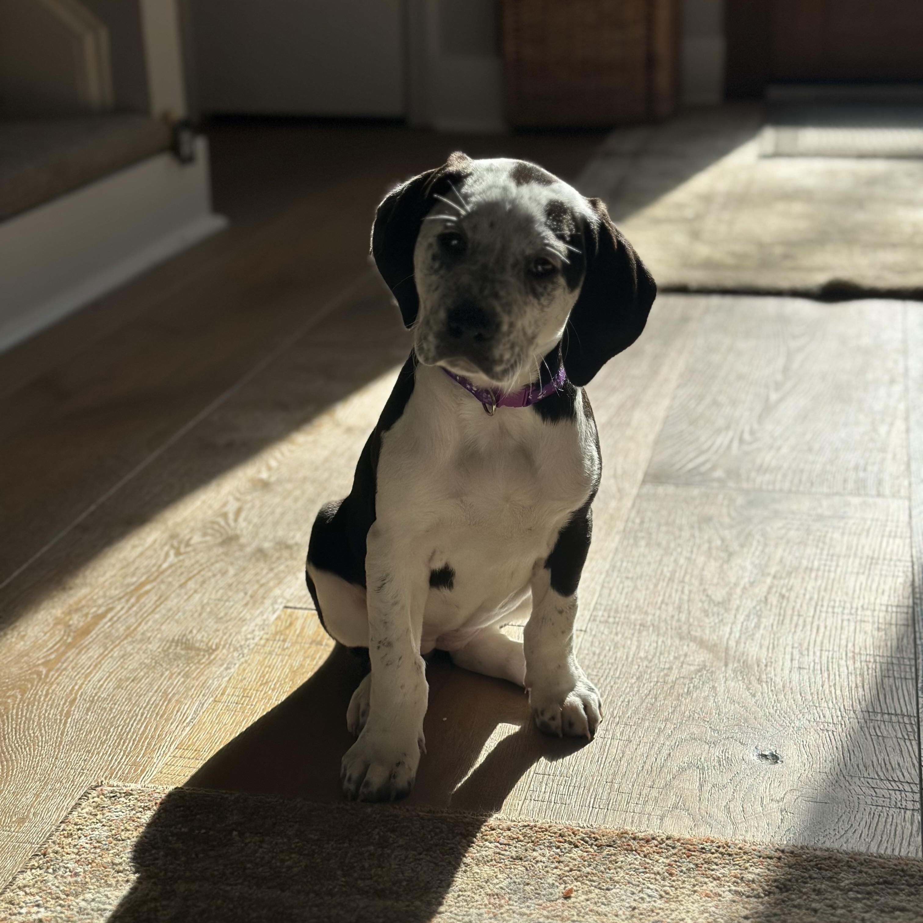 Enlarge Josie, an adoptable mixed breed in Charlotte, NC image 3/4