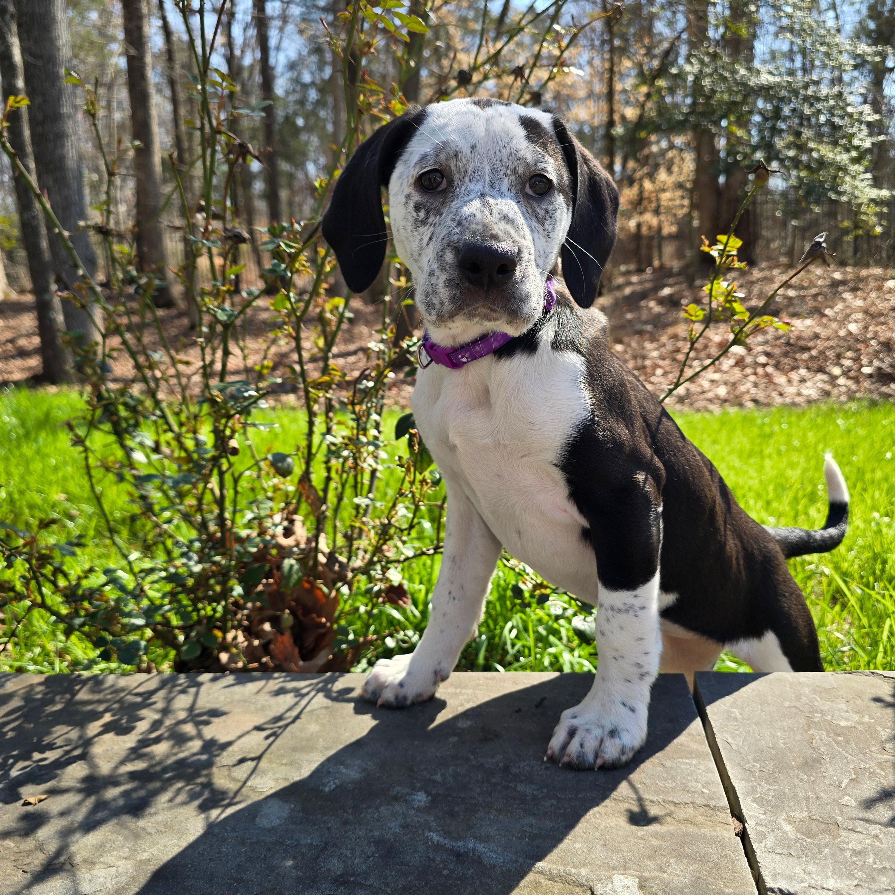 Josie, adoptable, Puppy Female Pointer.
