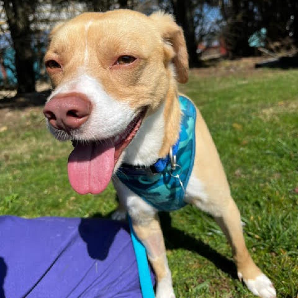 Byron, Adoptable, Adult Male Mixed Breed.