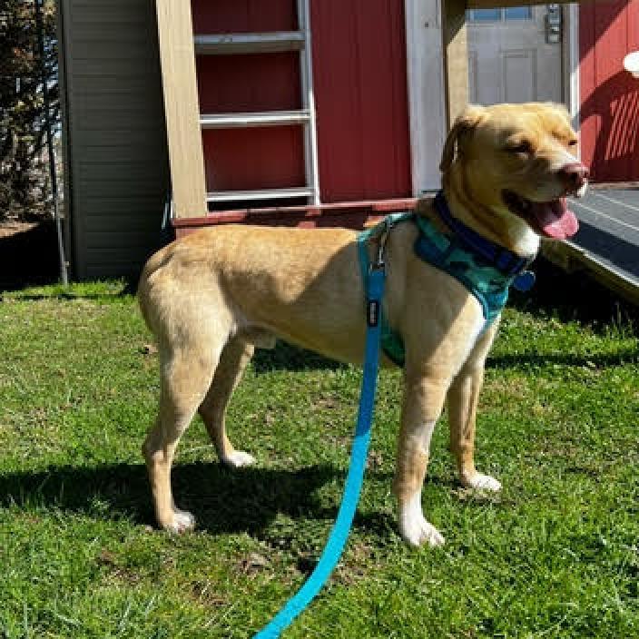 Enlarge Byron, a Adoptable Mixed Breed in Fletcher, NC image 2/6